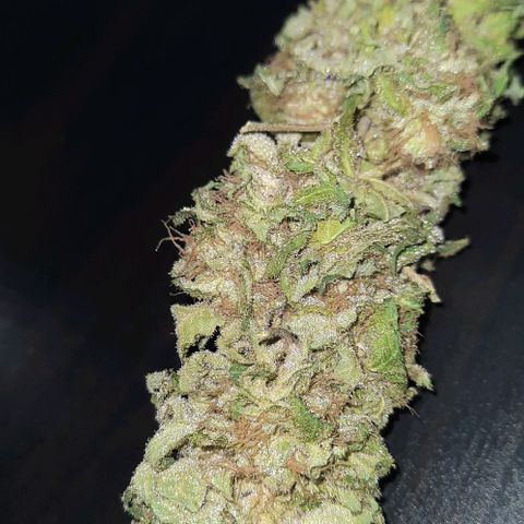 White Diesel growlog timeline photo