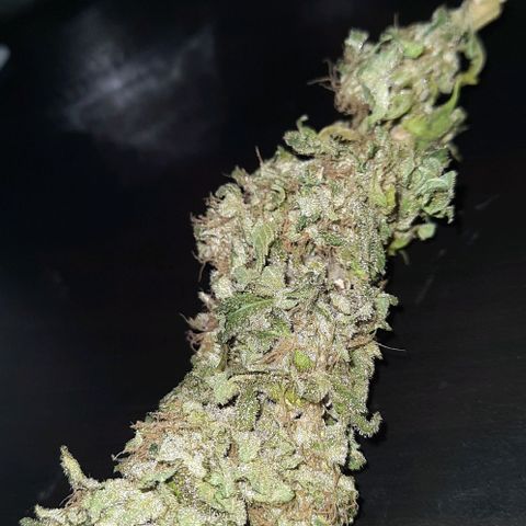 White Diesel growlog timeline photo