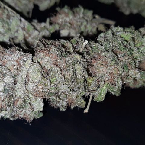 White Diesel growlog timeline photo