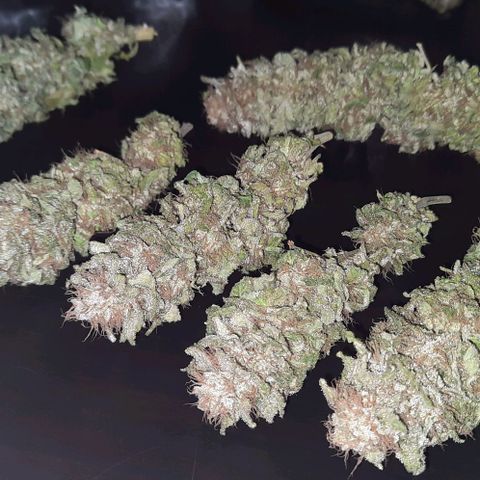 White Diesel growlog timeline photo