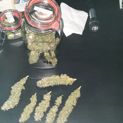 White Diesel growlog timeline photo