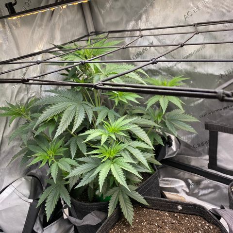 Billy growlog timeline photo