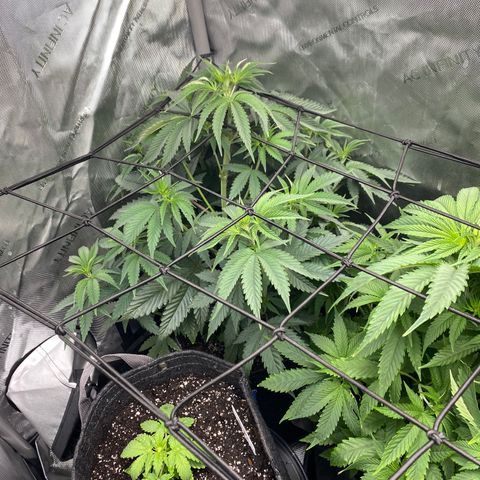 Billy growlog photo: White wedding 