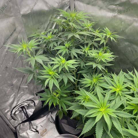 Billy growlog timeline photo