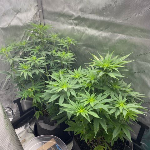 Billy growlog timeline photo