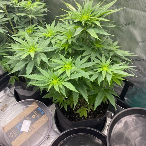Billy growlog timeline photo