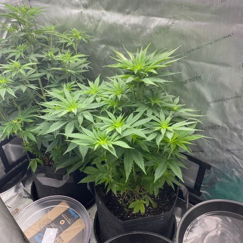 Billy growlog timeline photo