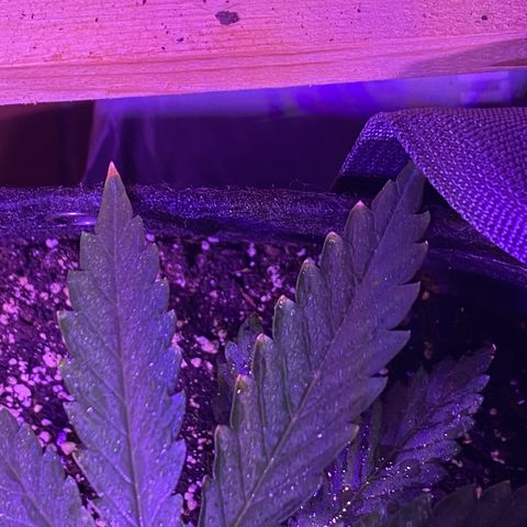 Fruit by the foot (Atlas Seeds) pebbles  growlog photo: Leaf edges are browning