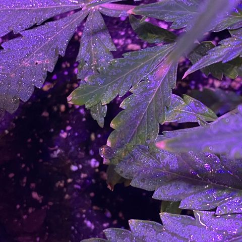 Fruit by the foot (Atlas Seeds) pebbles  growlog photo: Leaf edges are browning