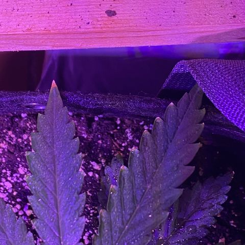 Fruit by the foot (Atlas Seeds) pebbles  growlog photo: Leaf edges are browning