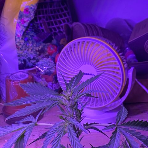 Fruit by the foot (Atlas Seeds) pebbles  growlog photo:  The beginning of a cola