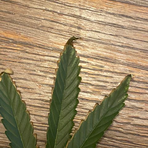 Fruit by the foot (Atlas Seeds) pebbles  growlog photo: Problem browned or burnt edges