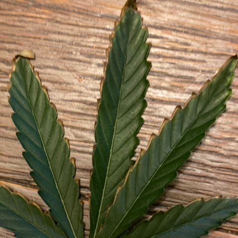 Fruit by the foot (Atlas Seeds) pebbles  growlog photo: Problem browned or burnt edges