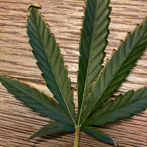 Fruit by the foot (Atlas Seeds) pebbles  growlog photo: Problem browned or burnt edges