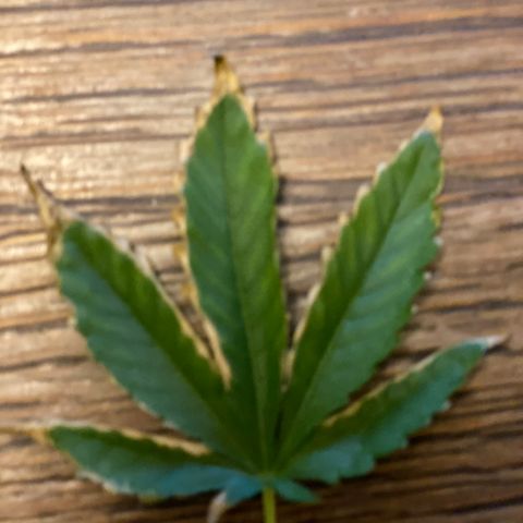 Tatiana growlog photo: Problem with burnt brown edges