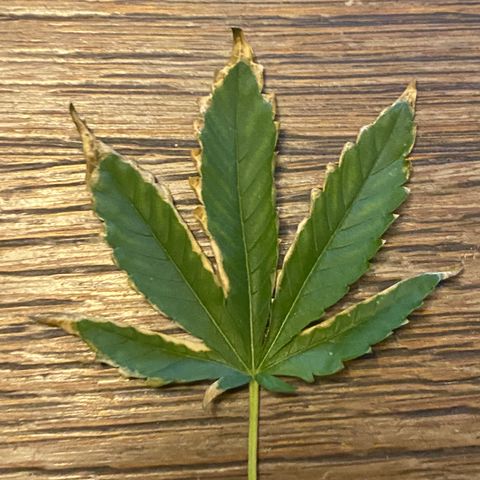 Tatiana growlog photo: Problem with burnt brown edges