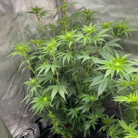 Billy growlog timeline photo