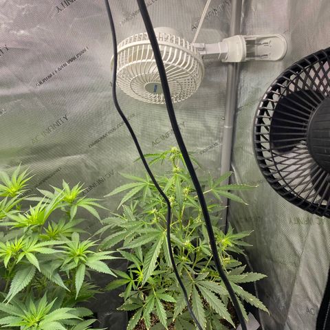 Fruit by the foot (Atlas Seeds) pebbles  growlog photo: Has issues