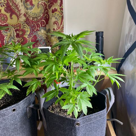 Tatiana growlog photo: 3 gal