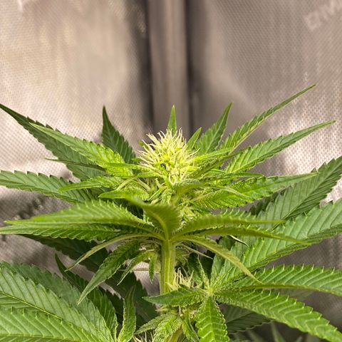 Billy growlog timeline photo