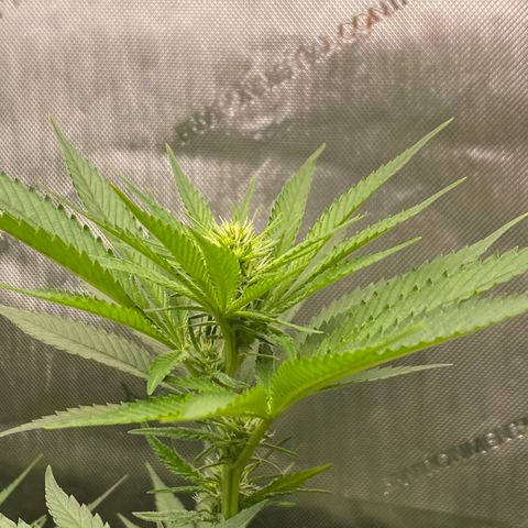 Billy growlog timeline photo