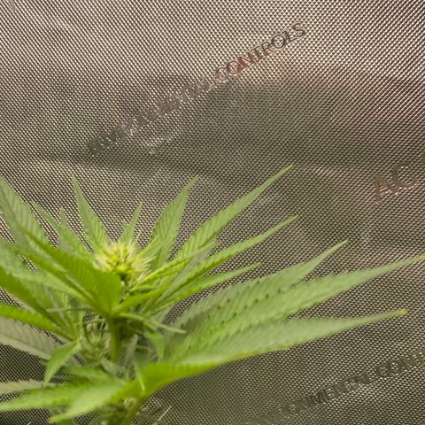 Billy growlog timeline photo