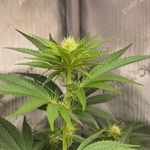Billy growlog timeline photo