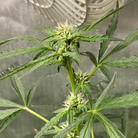 Billy growlog timeline photo
