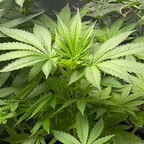 Billy growlog timeline photo