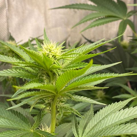Billy growlog timeline photo