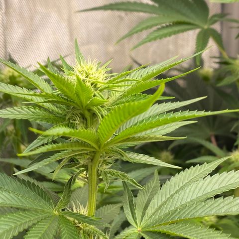 Billy growlog timeline photo