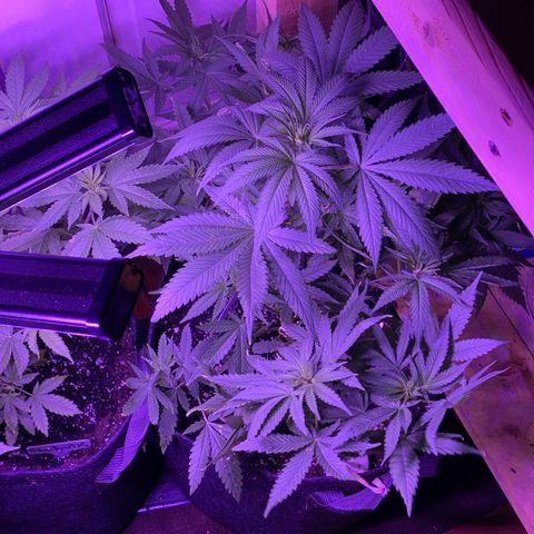 Tatiana growlog timeline photo