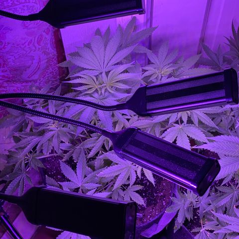 Tatiana growlog timeline photo