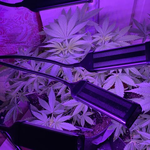 Tatiana growlog timeline photo