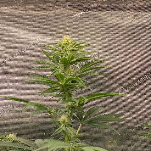 Billy growlog timeline photo