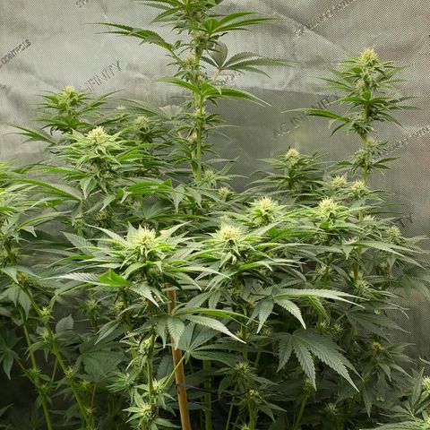 Billy growlog timeline photo