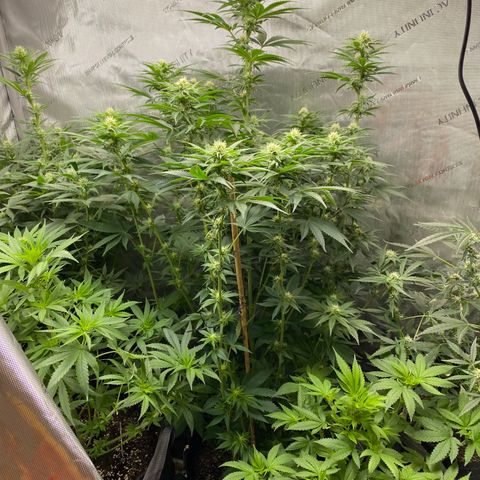 Billy growlog timeline photo