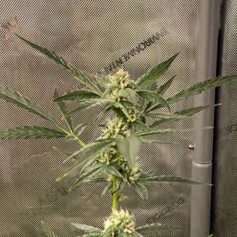 Billy growlog timeline photo