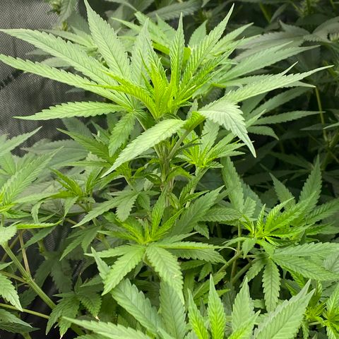 Billy growlog timeline photo