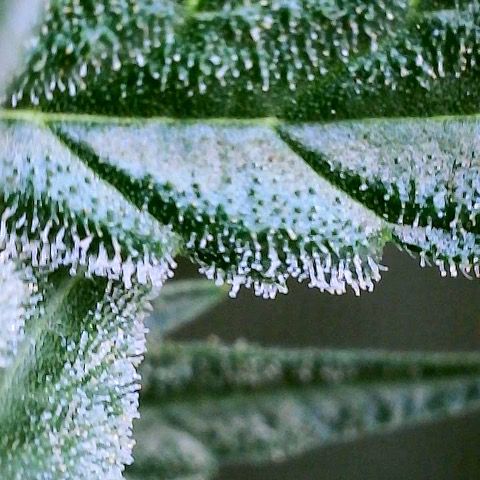 Fruit by the foot (Atlas Seeds) pebbles  growlog timeline photo
