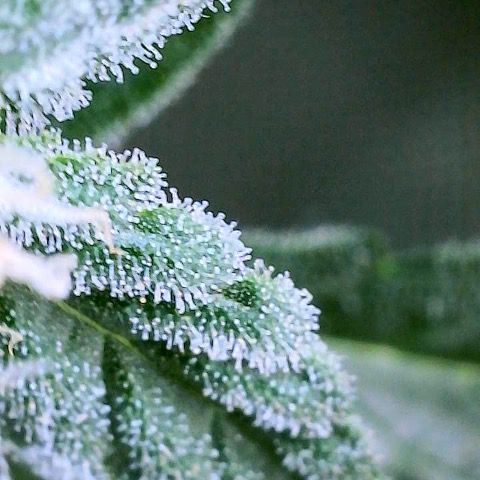 Fruit by the foot (Atlas Seeds) pebbles  growlog timeline photo