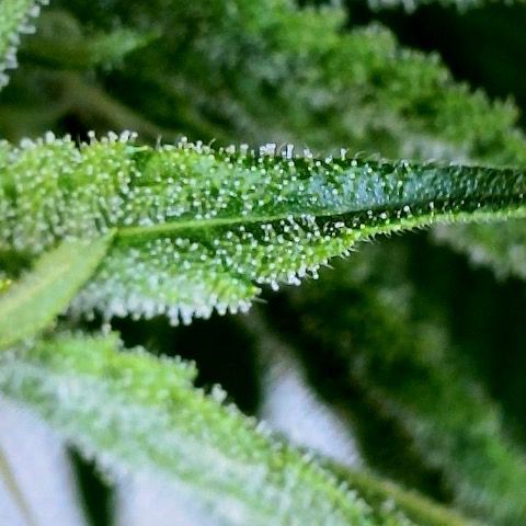 Fruit by the foot (Atlas Seeds) pebbles  growlog timeline photo