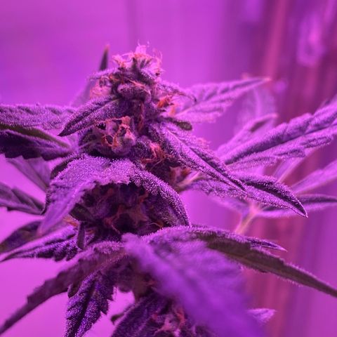 Fruit by the foot (Atlas Seeds) pebbles  growlog timeline photo