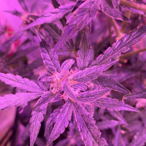 Fruit by the foot (Atlas Seeds) pebbles  growlog timeline photo