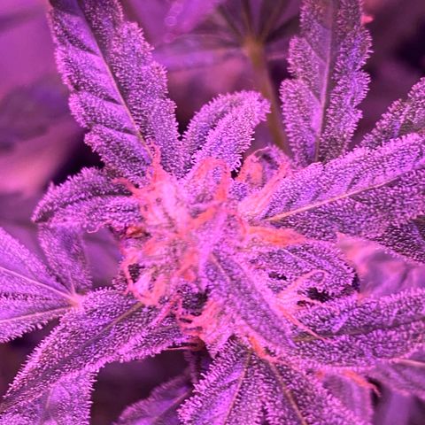 Fruit by the foot (Atlas Seeds) pebbles  growlog timeline photo
