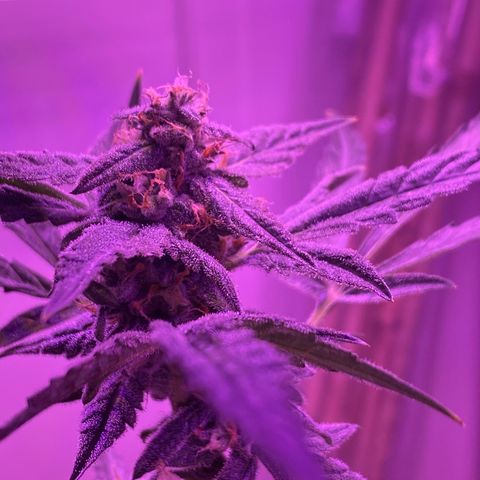 Fruit by the foot (Atlas Seeds) pebbles  growlog timeline photo