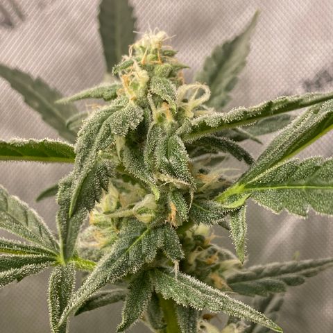 Fruit by the foot (Atlas Seeds) pebbles  growlog timeline photo