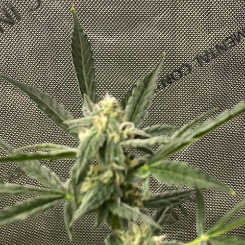 Fruit by the foot (Atlas Seeds) pebbles  growlog timeline photo