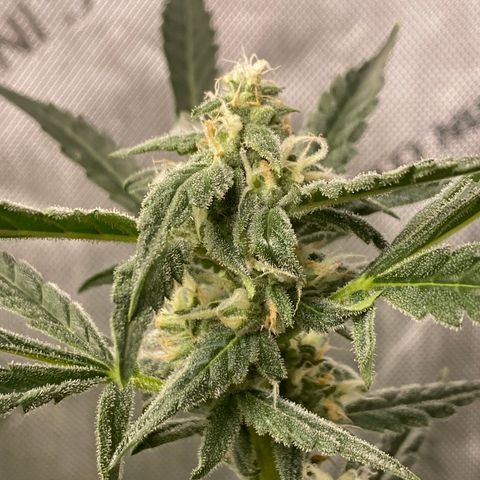 Fruit by the foot (Atlas Seeds) pebbles  growlog timeline photo