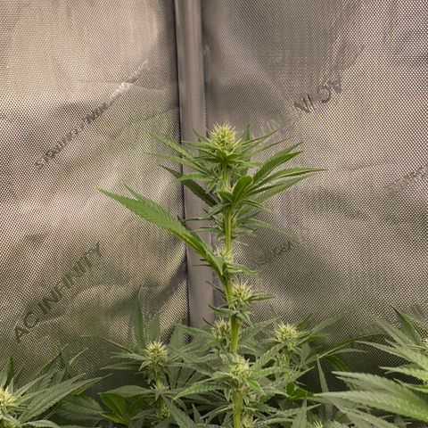 Billy growlog timeline photo